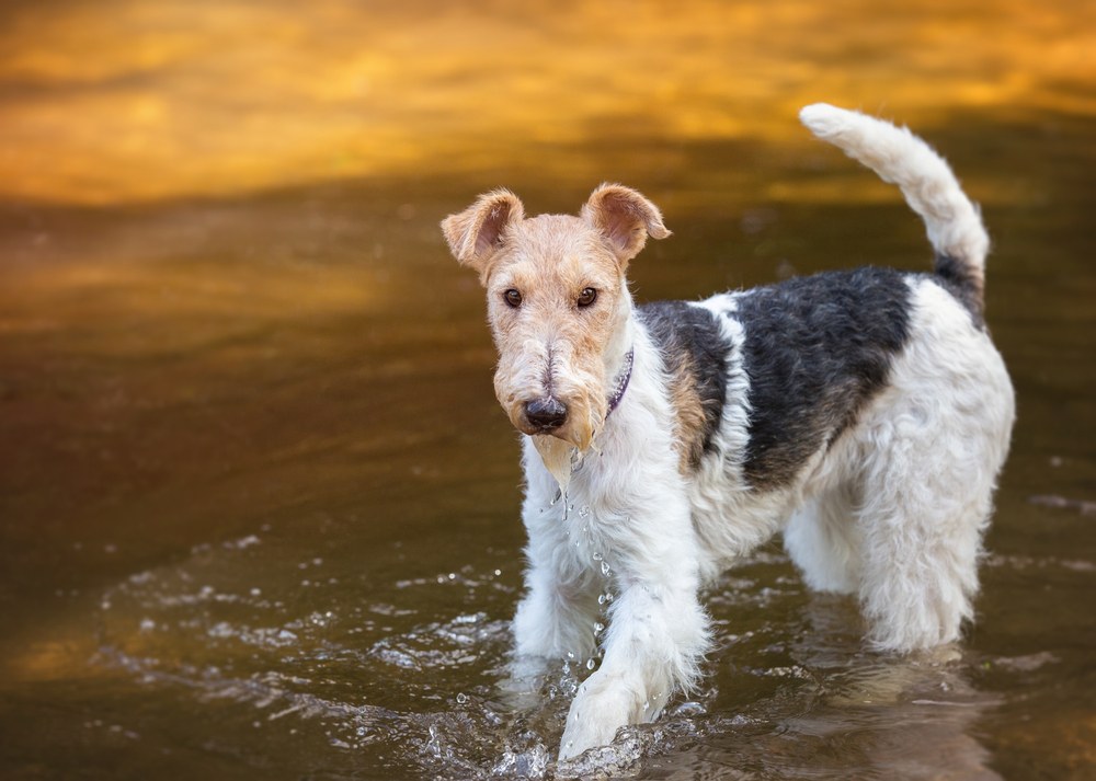 fox terrier de pelo duro cão