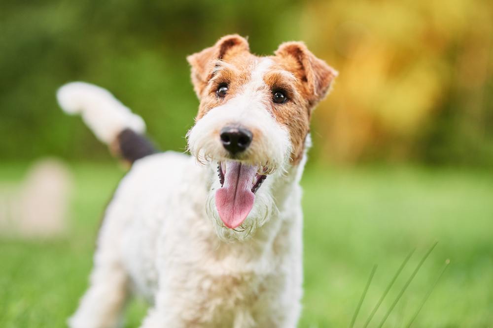 fox terrier de pelo duro