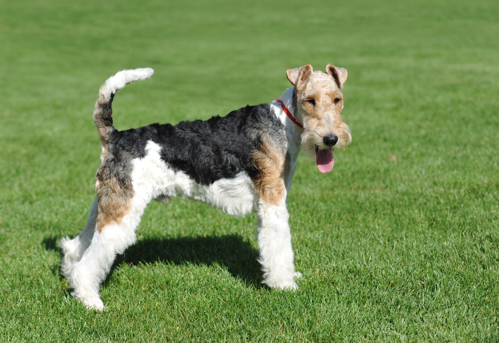 cachorro fox terrier de pelo duro