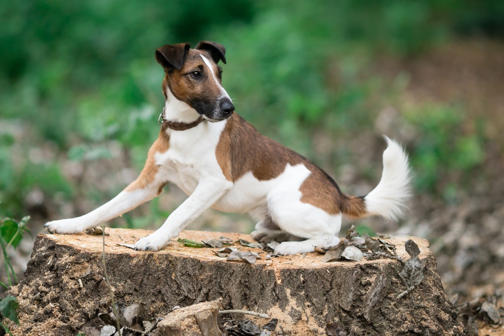 fox terrier de pelo liso