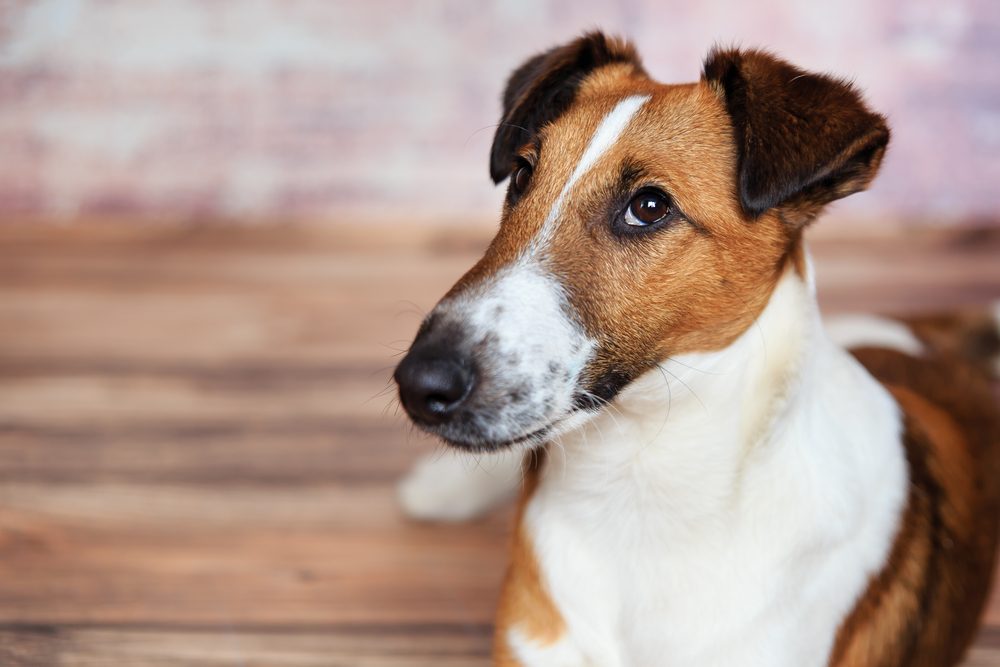 fox terrier de pelo liso cachorro