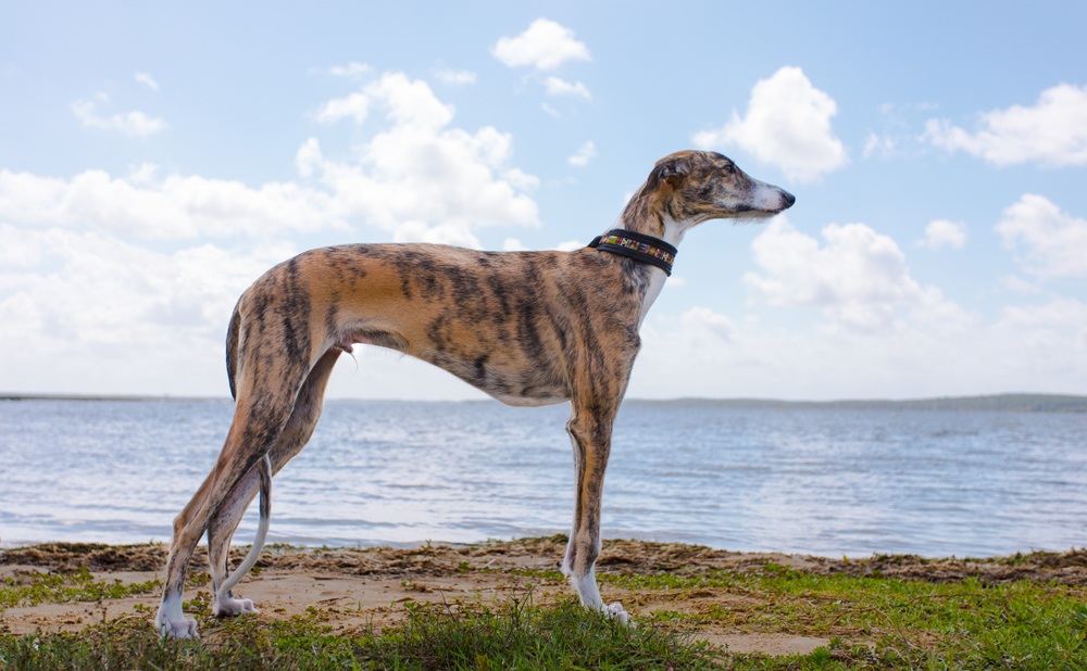 galgo espanhol