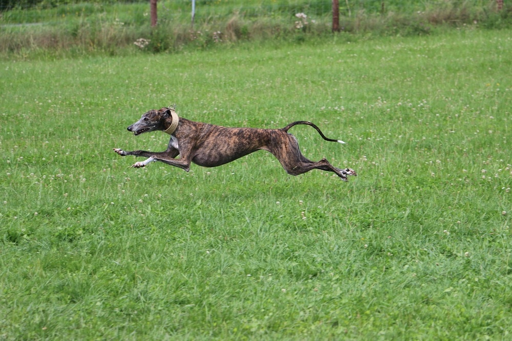 galgo espanhol cachorro