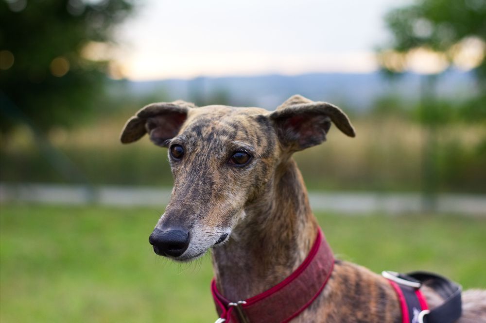 galgo espanhol cão