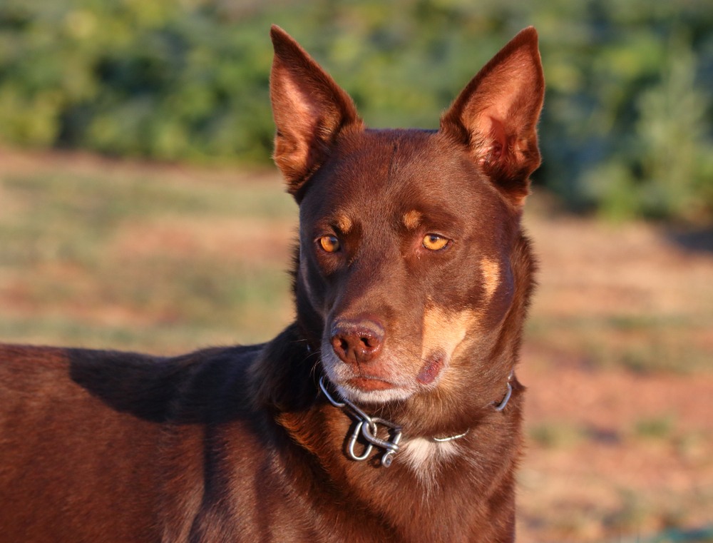 kelpie australiano cão