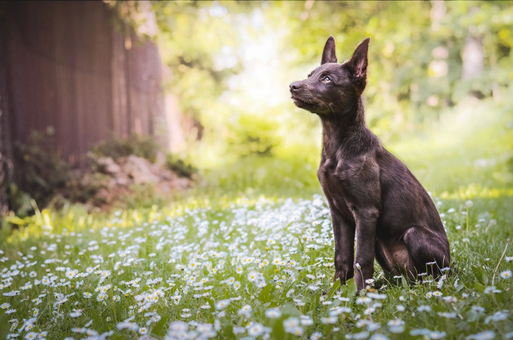 kelpie australiano