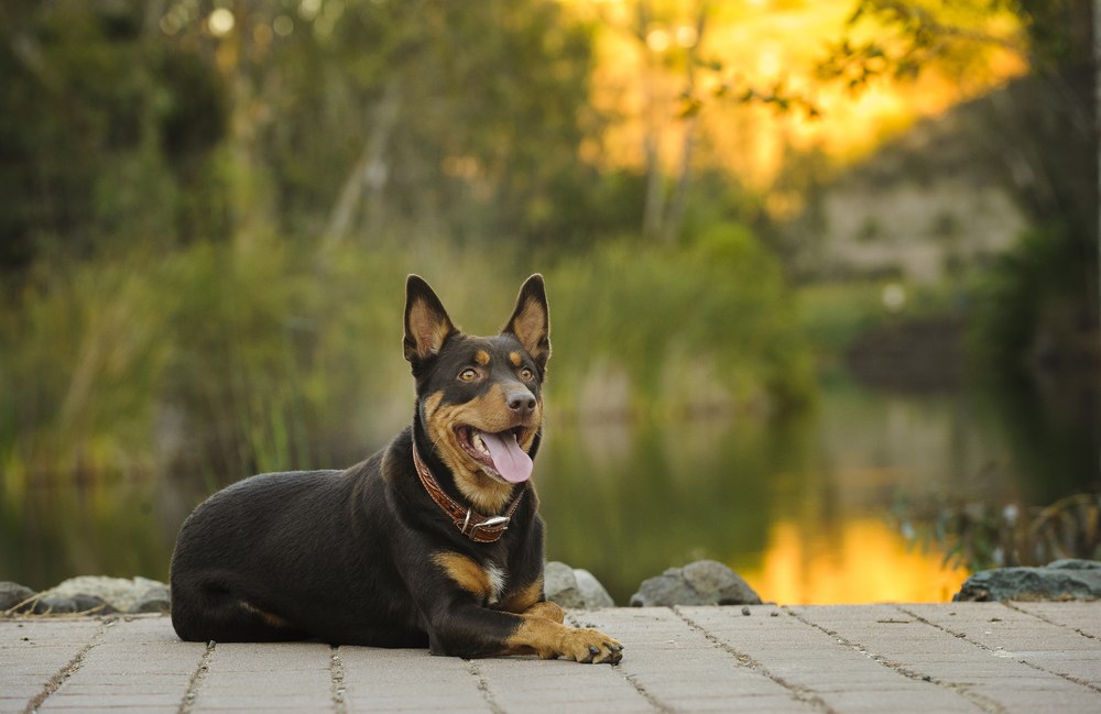 kelpie australiano cachorro