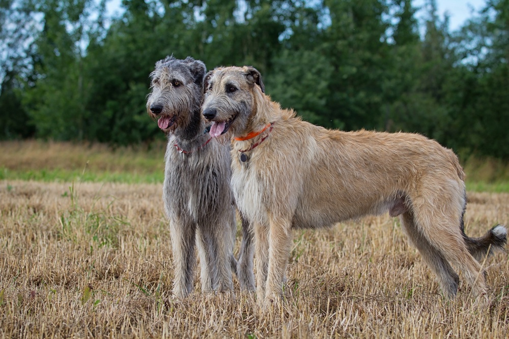 lebrel irlandês cachorro