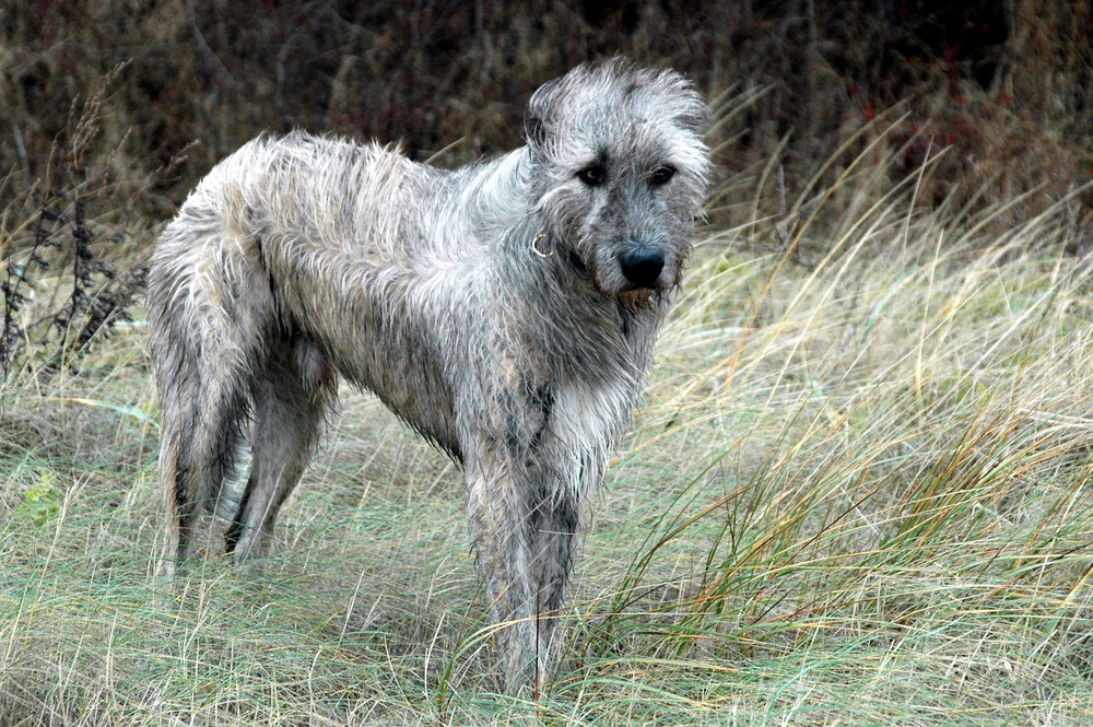 lebrel irlandês cão