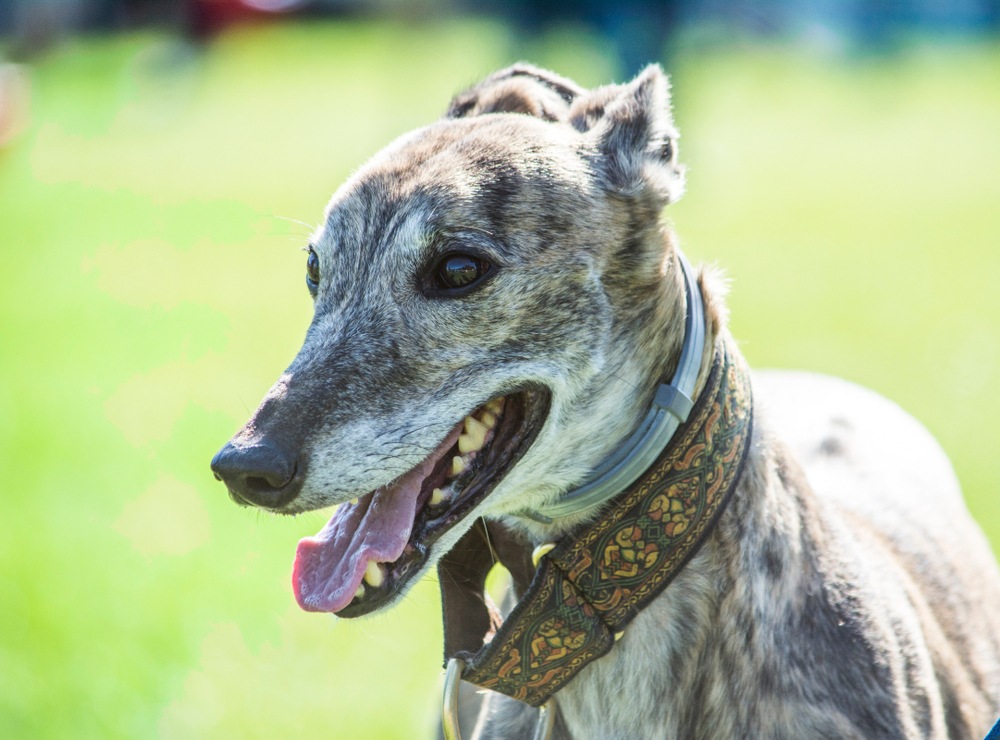 lurcher cachorro