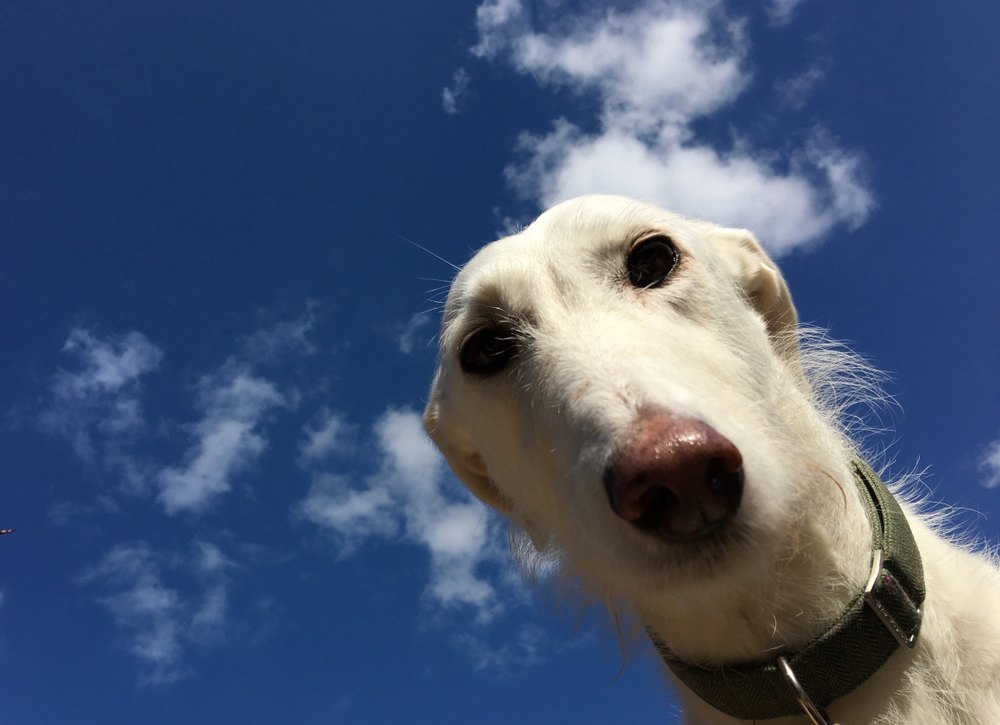 lurcher cão