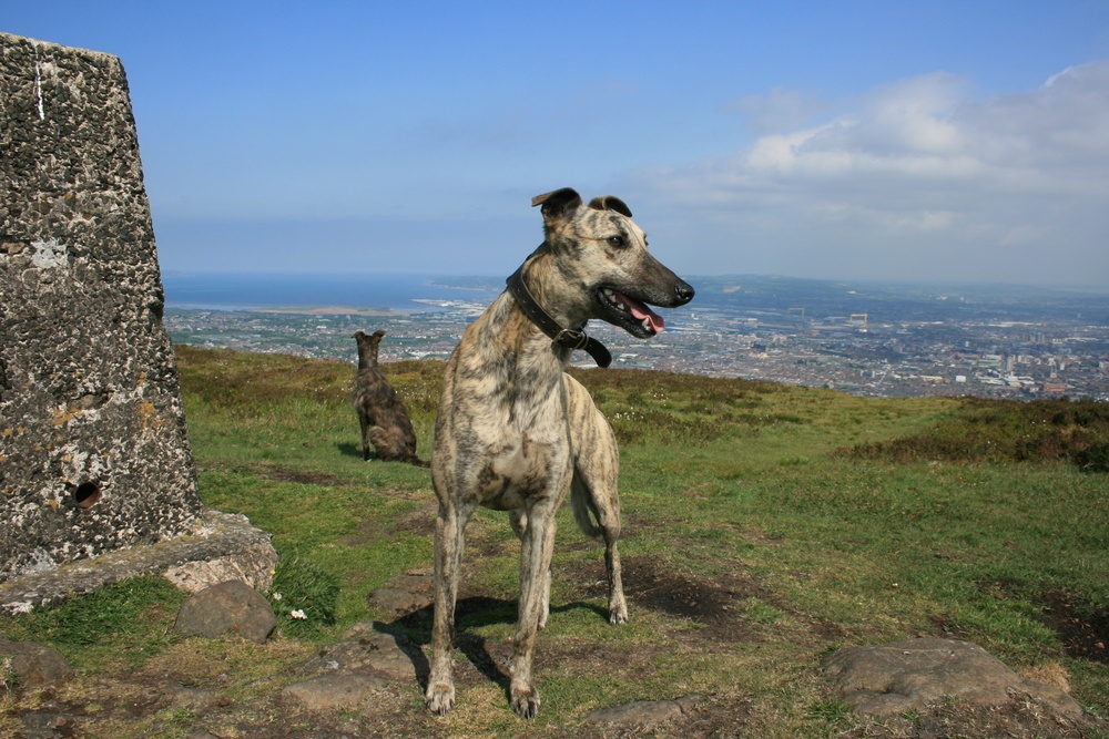 cão lurcher