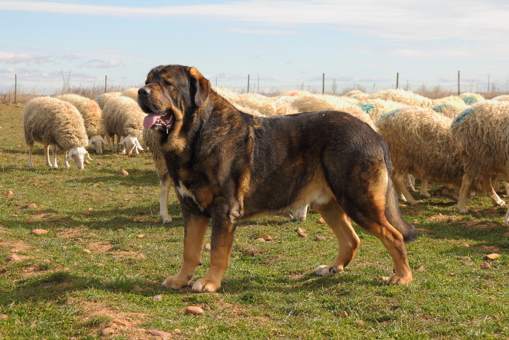 mastim espanhol cachorro