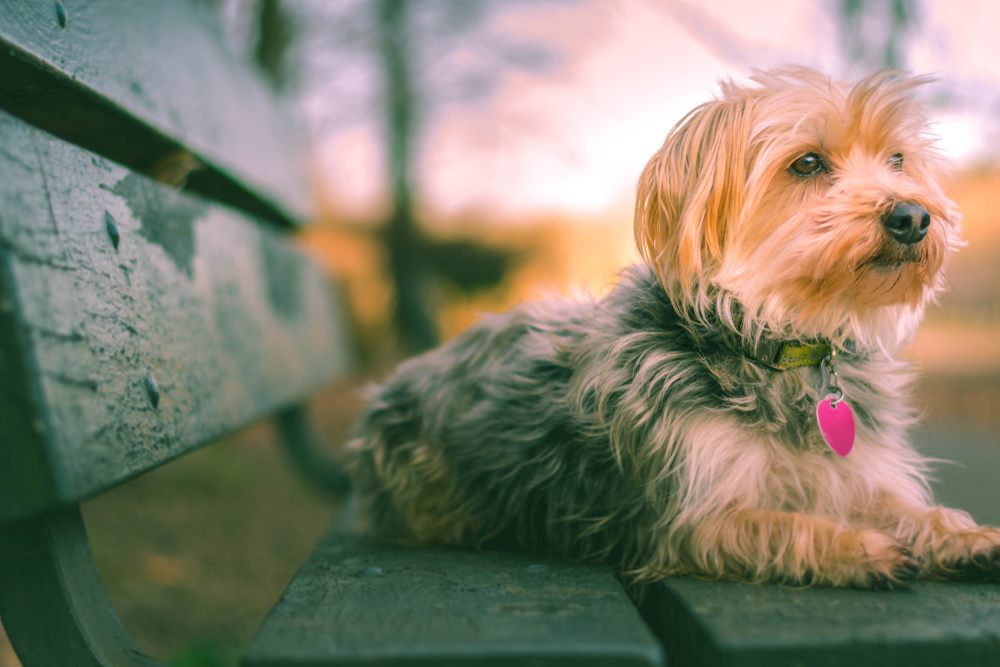 morkie cão