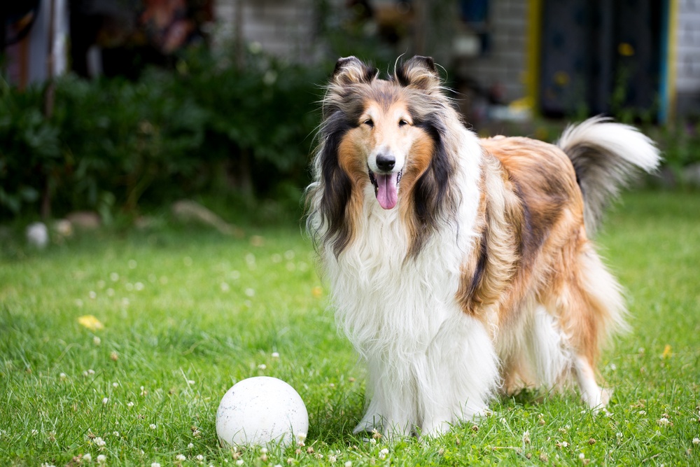 rought collie cachorro