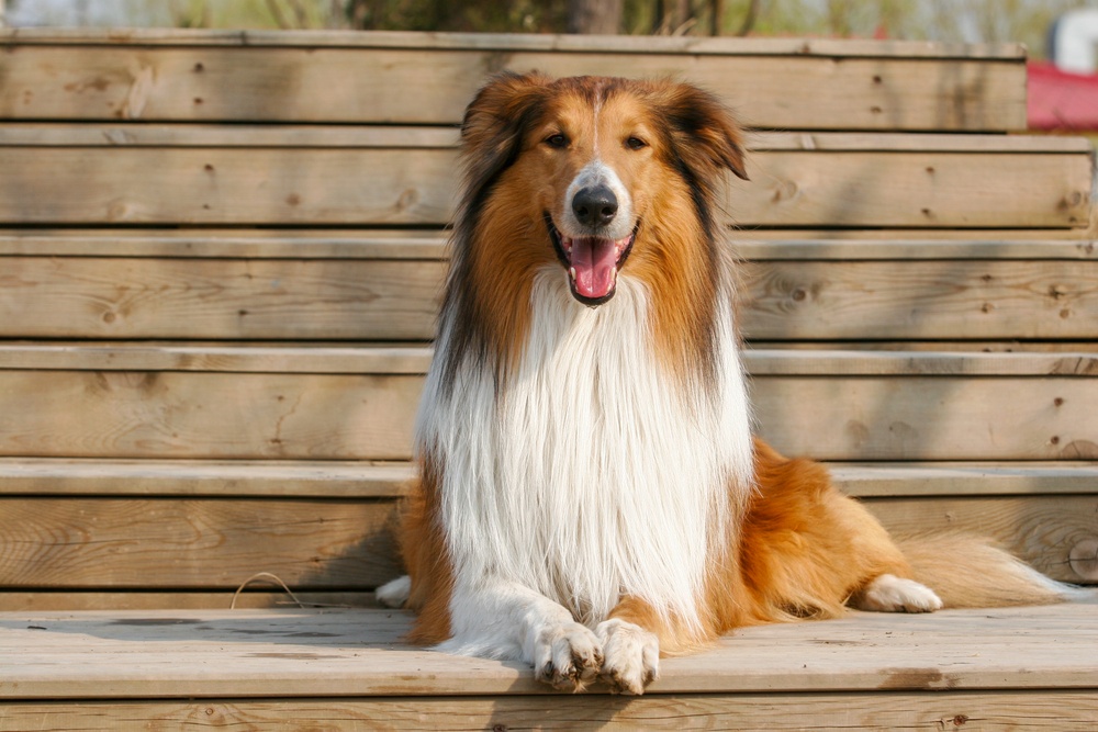 rought collie cão