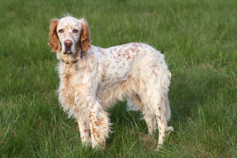 setter inglês cachorro