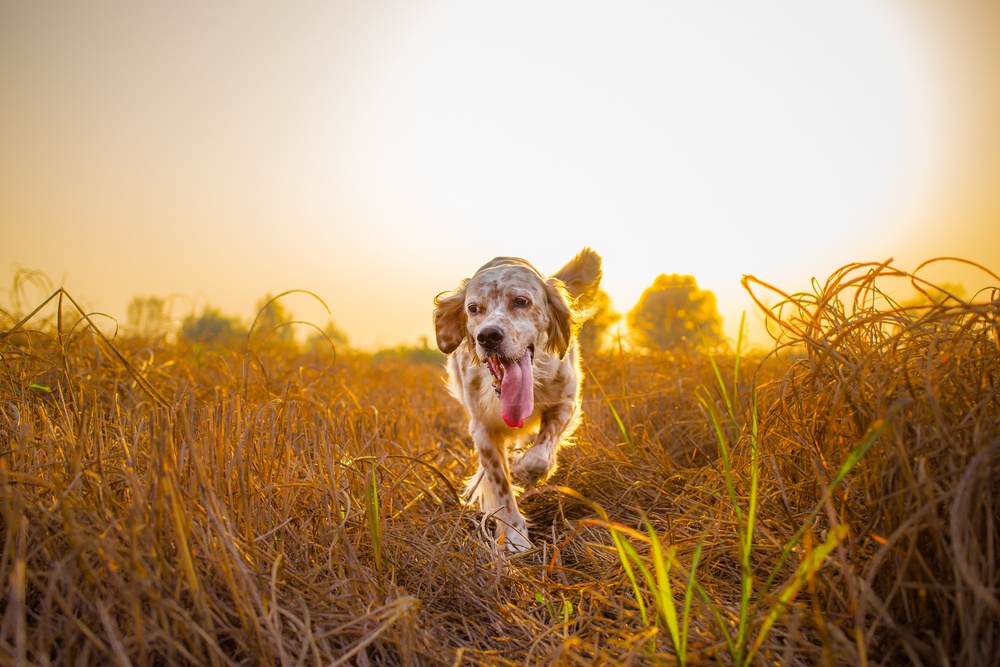 setter inglês cão