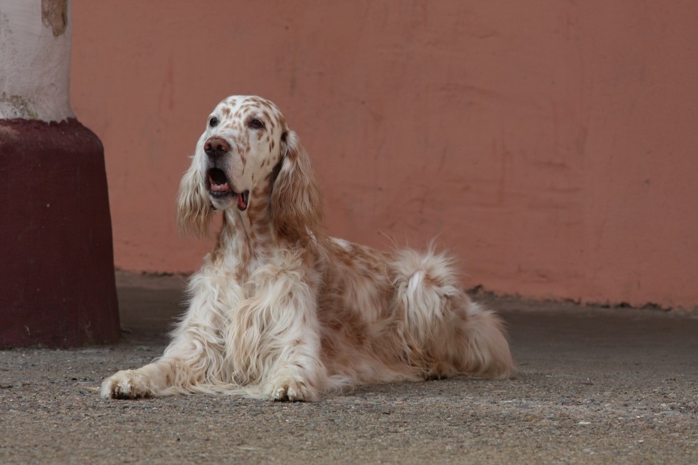 setter inglês