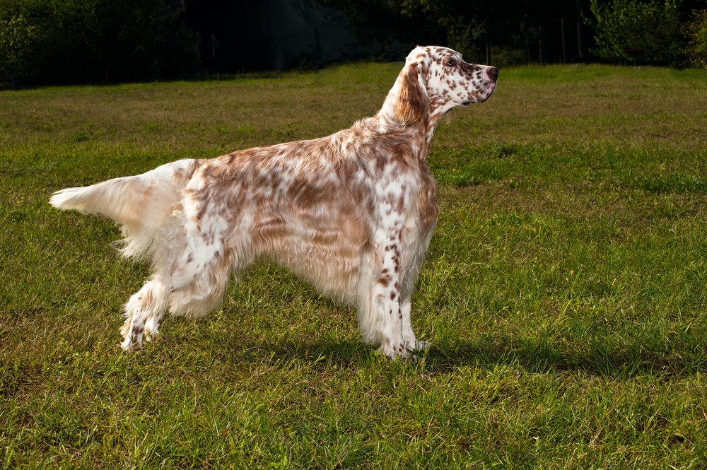 cão setter inglês