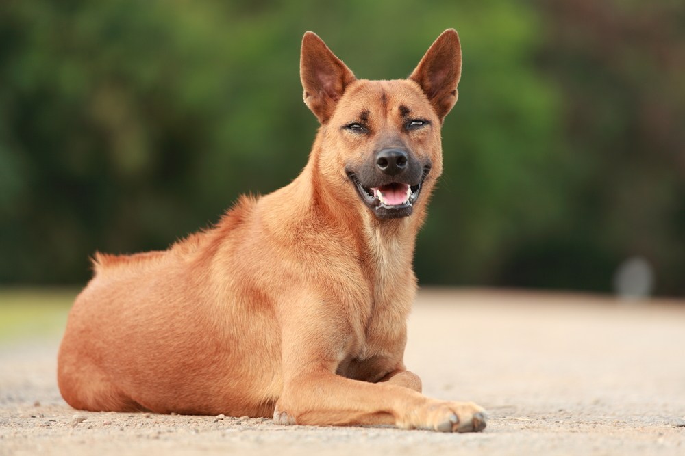 cão thai ridgeback