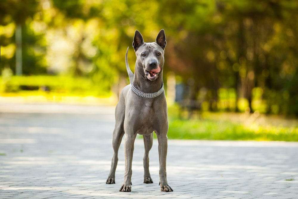 thai ridgeback cachorro