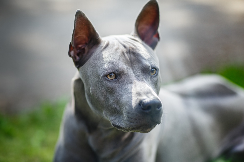 thai ridgeback cão