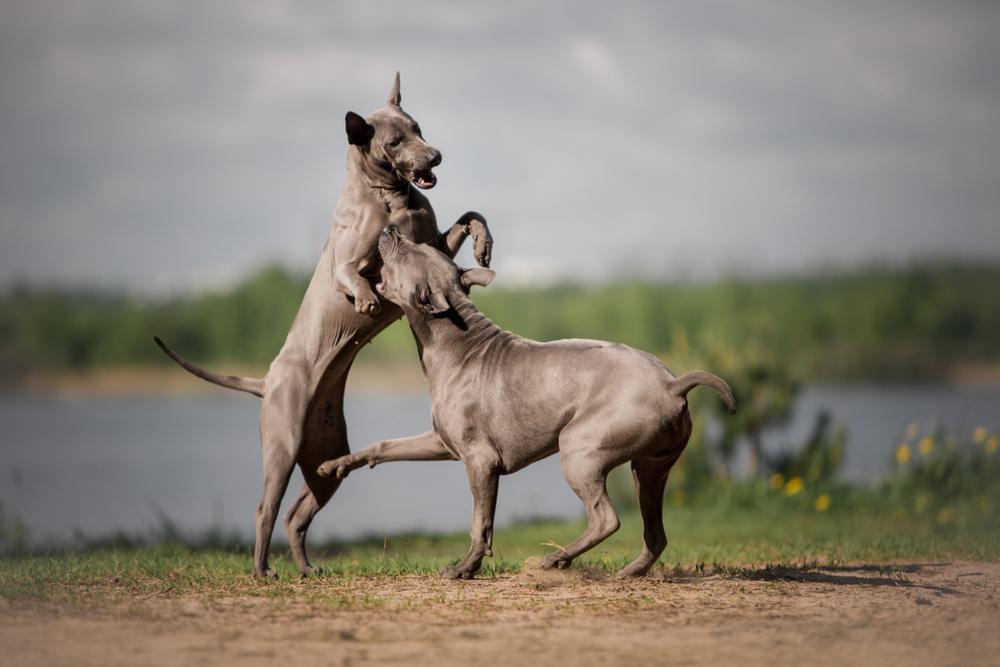 thai ridgeback