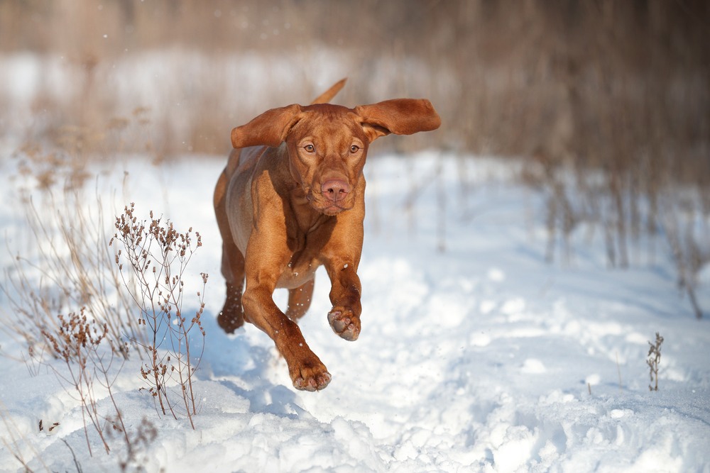 vizsla