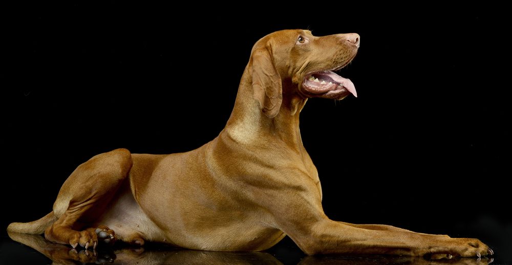 vizsla cão