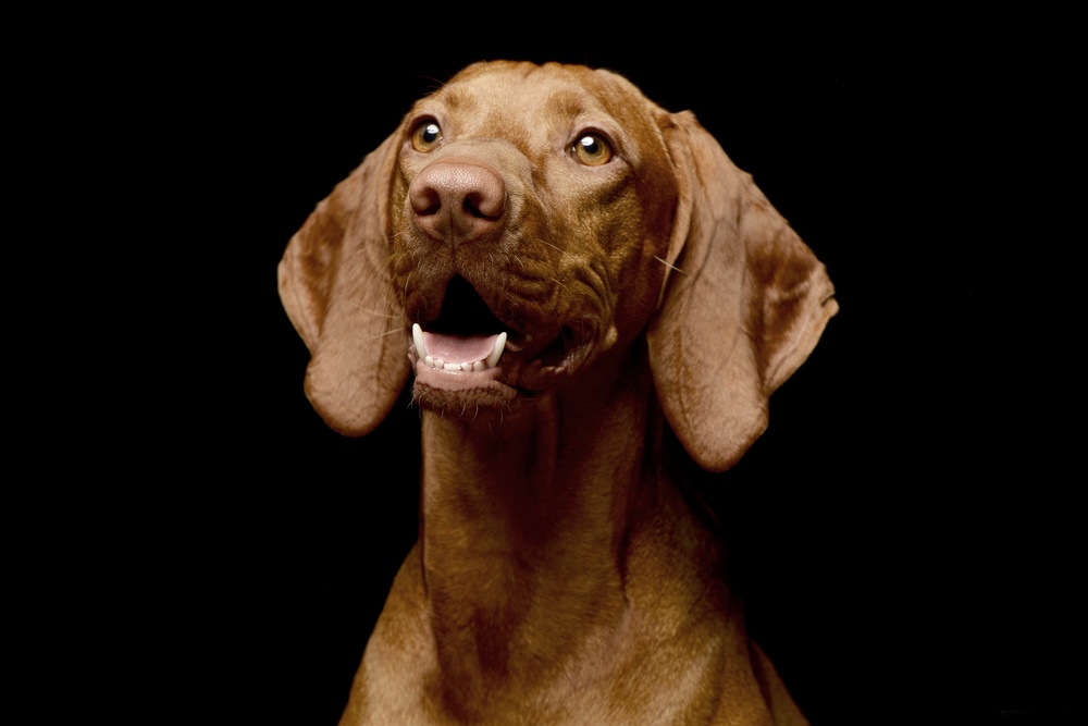 vizsla cachorro