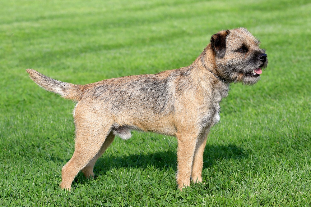  border terrier cão