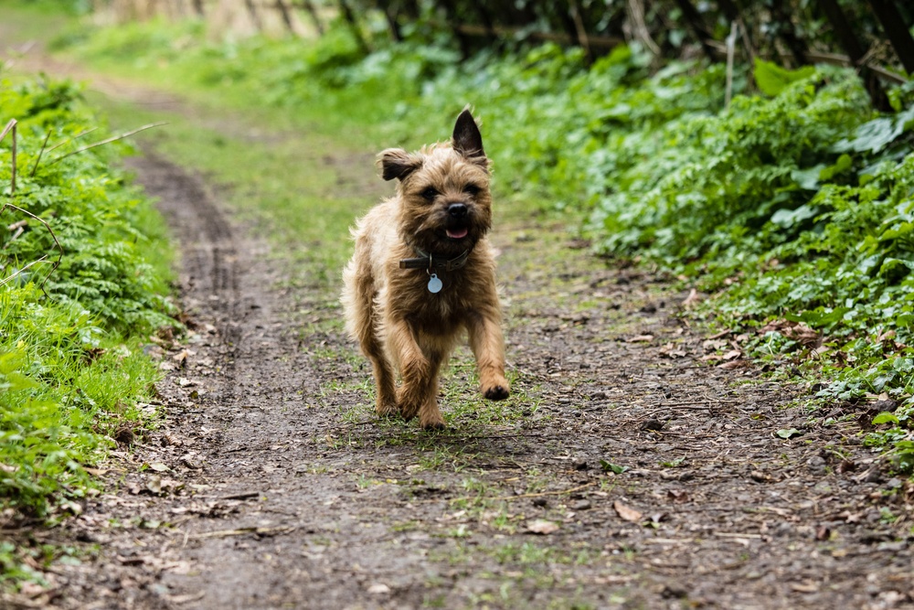 border terrier cachorro