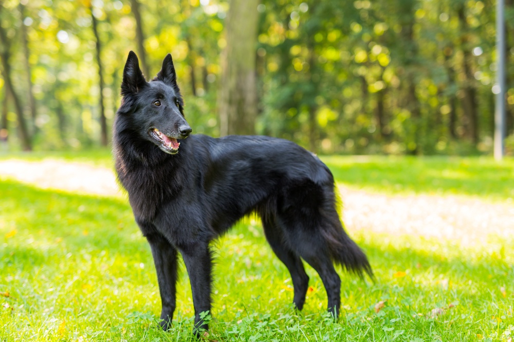 groenendael cachorro