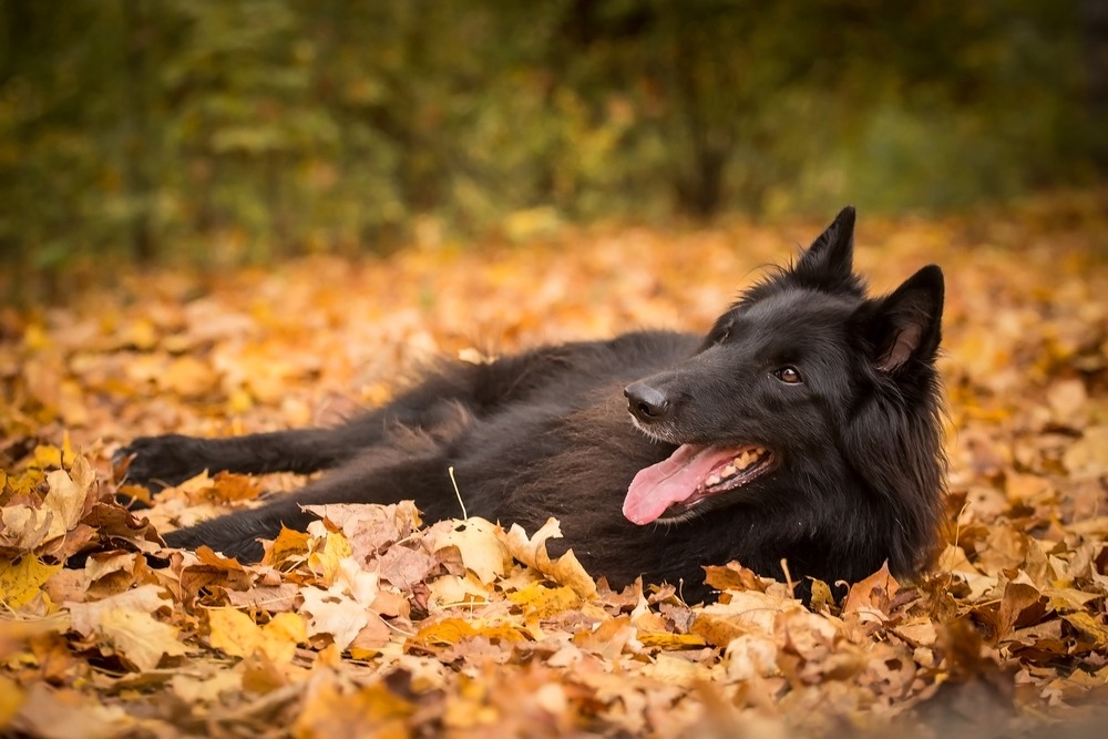 cão groenendael