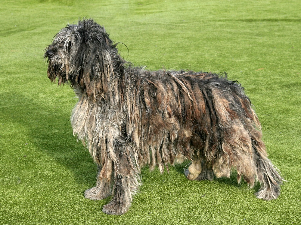 pastor bergamasco cão