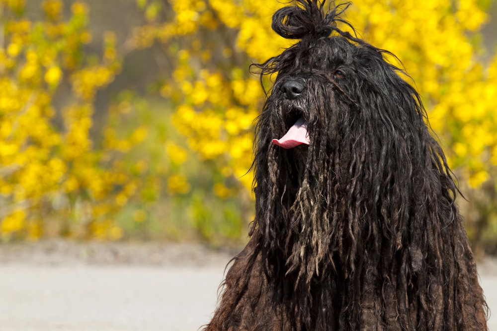 pastor bergamasco cachorro