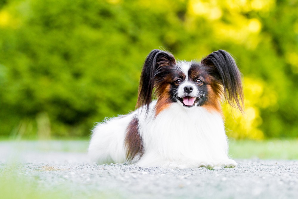 cão phalene