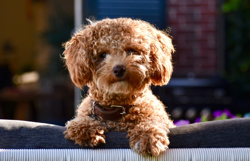 poochon cão