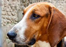 cão anglo francês