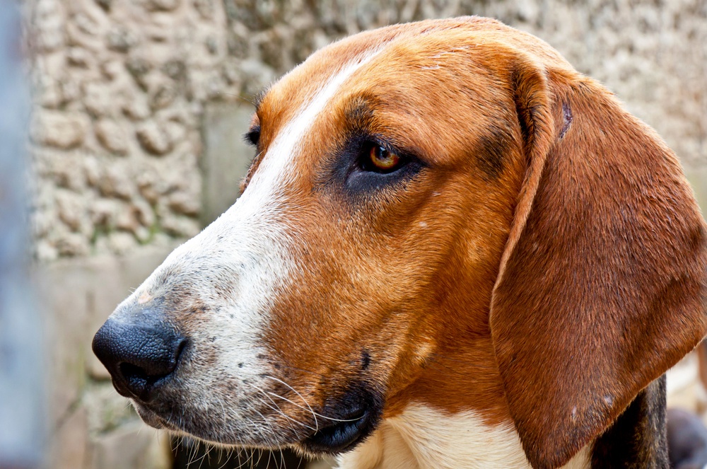 cão anglo francês