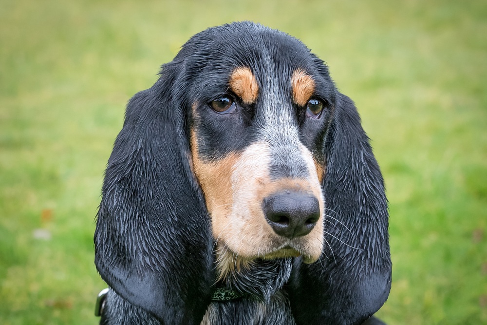 basset azul cachorro