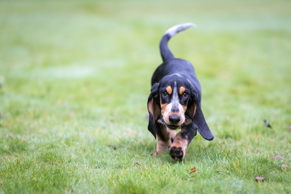 basset azul cão