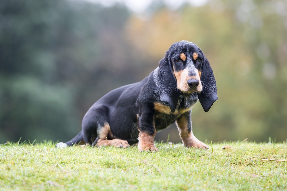 basset azul