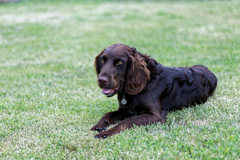 braco alemão de pelo longo cachorro