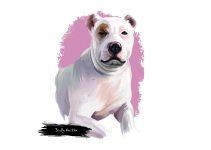 bully kuta cachorro
