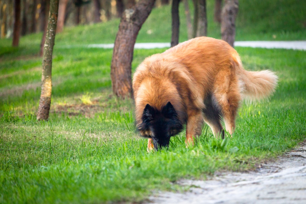 cão da serra da estrela cão