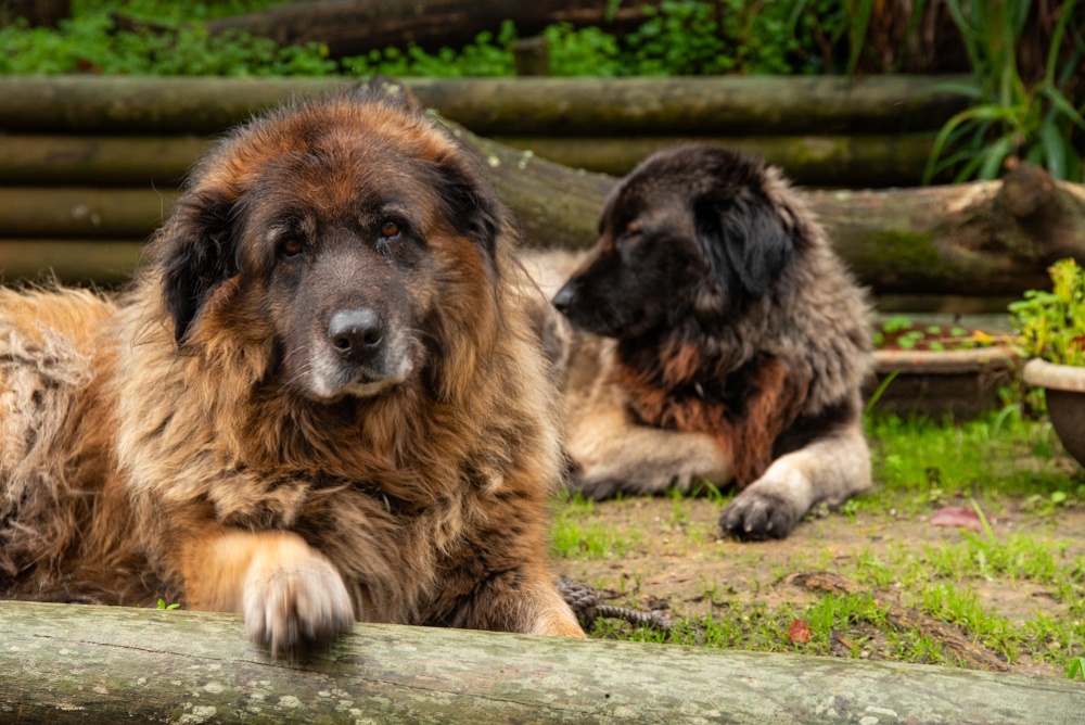 cão da serra da estrela cachorro