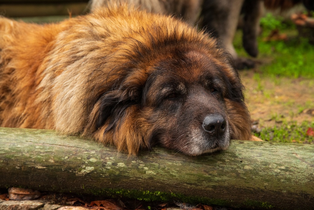 cão da serra da estrela raça