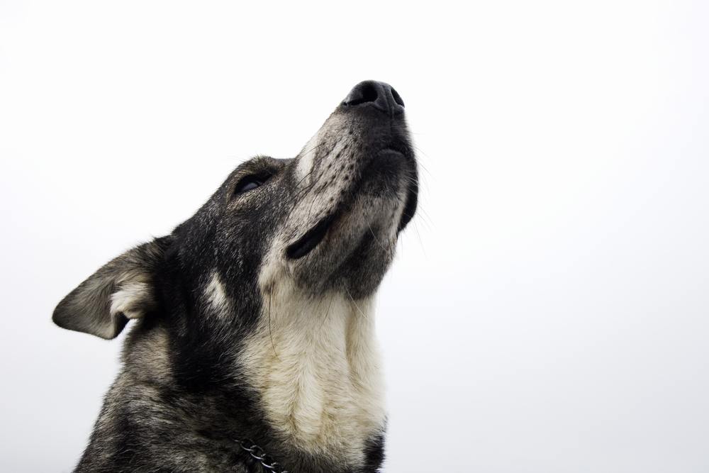 cão sueco cachorro